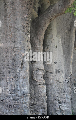 In prossimità di corteccia di baobab, Victoria Falls riserva privata, Zimbabwe. Foto Stock