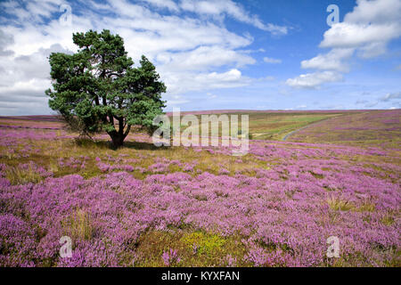 Hartoft Moor sopra Rosedale North York Moors National Park North Yorkshire Foto Stock