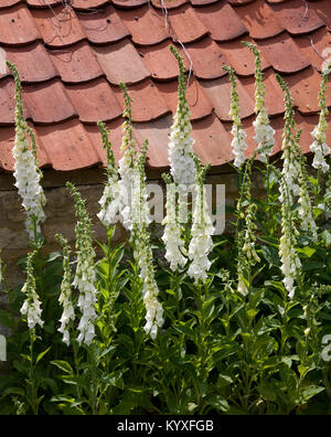 White-fiorito foxgloves (Digitalis purpurea f. albiflora) con tegole di terracotta in background. Foto Stock