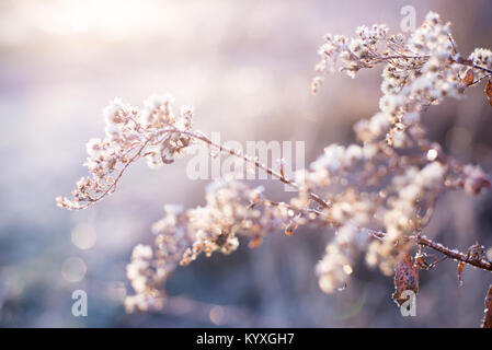 Un back lit frosty alba delle nature decor, brina. Sottile e vivace sfondo con messa a fuoco poco profonde erbe e fiori dai colori neutri Foto Stock