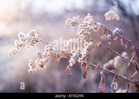 Un back lit frosty alba delle nature decor, brina. Sottile e vivace sfondo con messa a fuoco poco profonde erbe e fiori dai colori neutri Foto Stock