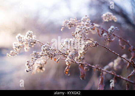 Un back lit frosty alba delle nature decor, brina. Sottile e vivace sfondo con messa a fuoco poco profonde erbe e fiori dai colori neutri Foto Stock