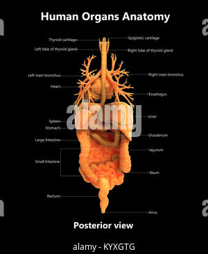 Organi del corpo umano Design etichetta vista posteriore anatomia Foto Stock