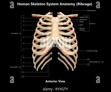 Scheletro umano nervatura del sistema gabbia Design etichetta vista anteriore anatomia Foto Stock