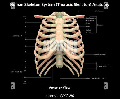 Scheletro umano sistema scheletro toracico Design etichetta vista anteriore anatomia Foto Stock