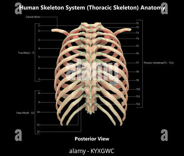 Scheletro umano sistema scheletro toracico Design etichetta vista posteriore anatomia Foto Stock