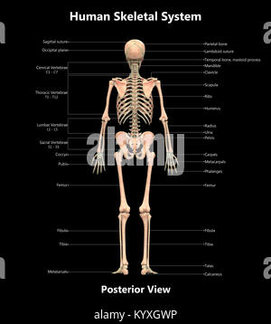 Scheletro umano sistema Design etichetta vista posteriore anatomia Foto Stock