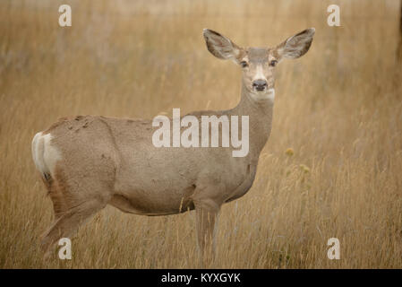 Femmina bianca Tailed Deer ritratto in wyoming Foto Stock