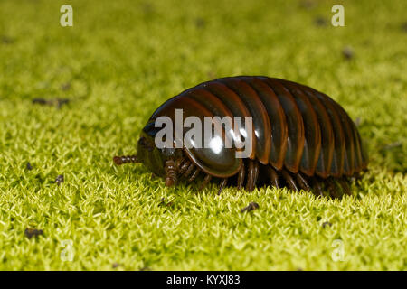 Una pillola millepiedi dell'ordine Sphaerotheriida camminando su un muschio coperto forest floor. Foto Stock