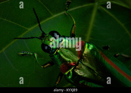 Chrysochroa rajah thailandica della famiglia Buprestidae , noto come gioiello coleotteri o metallizzate legno-noioso coleotteri a causa della loro lucida co iridescente Foto Stock