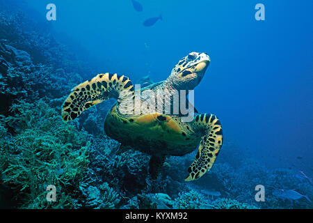 Tartaruga embricata (Eretmochelys imbricata), isole delle Maldive, Oceano Indiano, Asia Foto Stock