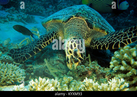 Tartaruga embricata (Eretmochelys imbricata), mangiare, isole delle Maldive, Oceano Indiano, Asia Foto Stock