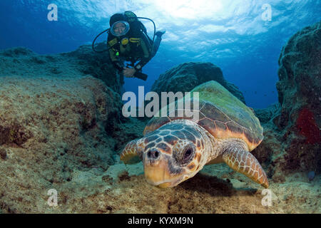 Subacqueo e tartarughe seaturtle (Caretta caretta), Kas, antica Lycia, Turchia, mar Mediterraneo, Europa Foto Stock