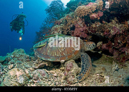 Scuba Diver e la tartaruga verde (Chelonia Mydas), Moalboal, isola di Cebu, Filippine, Asia Foto Stock