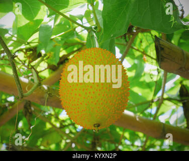 I giovani baby jackfruit sulla vite Foto Stock