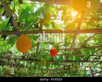 Diversi stati di baby jackfruit sulla vite Foto Stock