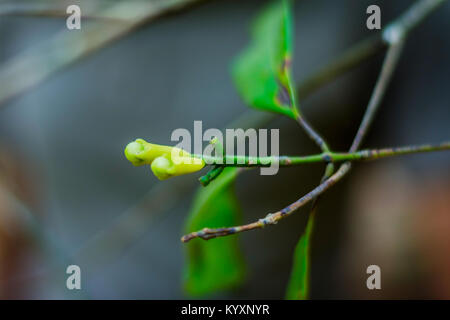 Chiodi di garofano fresco che cresce sull'albero di chiodi di garofano, Syzygium aromaticum. Foto Stock