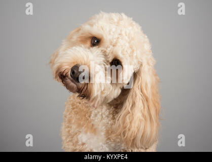 Ritratto di un cane da cucciolo Cockapoo (2 anni, albicocca) nel Regno Unito Foto Stock