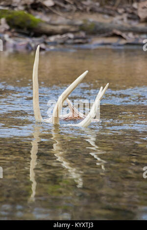 Whitetail Shed Antler in acqua riflessione Foto Stock