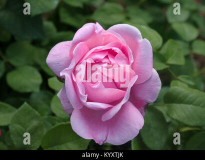 Ingrandimento di singole delicato rosa rosa sulla foglia verde sullo sfondo Foto Stock