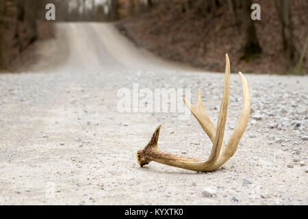 Annienta Antler da un buck di whitetail sdraiato su Gravel Road Foto Stock