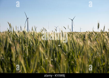 Turbina eolica tra il verde di spighe di grano raccolti. Mulino a vento turbina è fonte ecologica di energia. La raccolta delle spighe di grano. Colture raccolte Foto Stock