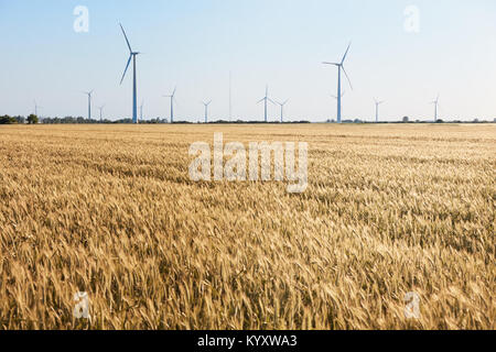 Turbina eolica tra dorate spighe di grano raccolti. Mulino a vento turbina è fonte ecologica di energia. La raccolta delle spighe di grano. Colture raccolte Foto Stock