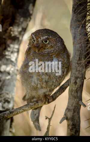 Elf Owl (Micrathene whitneyi) appollaiato su un ramo in Arizona-Sonora Desert Museum, Tucson, Arizona Foto Stock