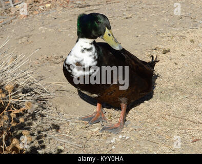 Non di razza nera, svedese Cayuga e Mallard duck drake sulla riva del lago sulla giornata di vento Foto Stock