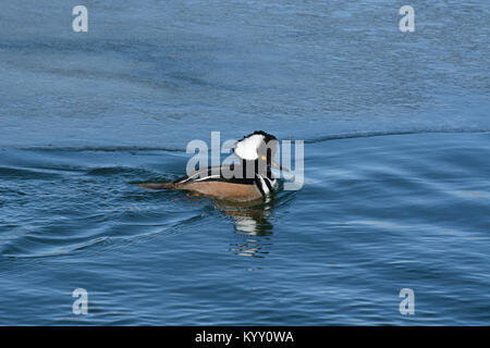 Con cappuccio maschio merganser duck drake nuotare vicino a thin ice shelf su gelido inverno lago Foto Stock