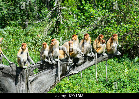 Un gruppo di donne proboscide scimmie (Nasalis larvatus) in attesa del loro turno di avanzamento dopo i maschi, proboscide Monkey Santuario, Labuk Bay, vicino a Sa Foto Stock