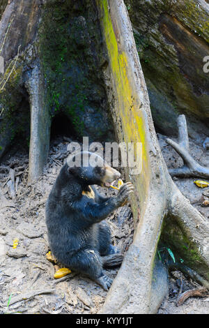 In via di estinzione Bornean Sun Bear (Helarctos malayanus) alimentazione, Sun Bear Conservation Centre, Sepilok, Borneo, Sabah, Malaysia Foto Stock