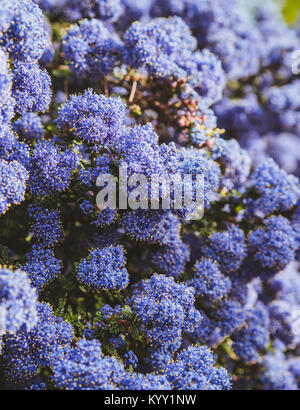 Close-up di fiori che sbocciano in esterno Foto Stock