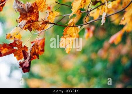 Close-up di foglie sui rami durante l'autunno Foto Stock