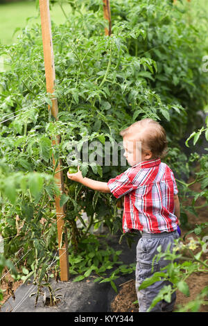 Angolo di Alta Vista del ragazzo di pomodoro di prelievo durante il riposo a comunità giardino Foto Stock