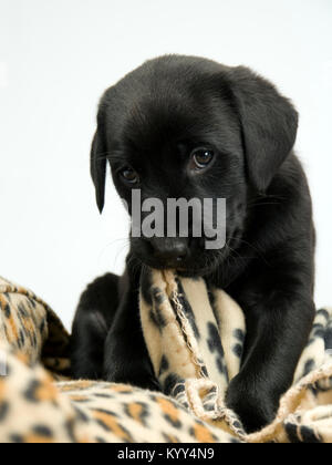 Carino giovane nero labrador cucciolo masticare su una coperta, guardando la telecamera Foto Stock