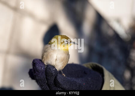 Uccello in mano; occhio bianco giapponese (Zosterops japonicus); Tokyo, Giappone Foto Stock