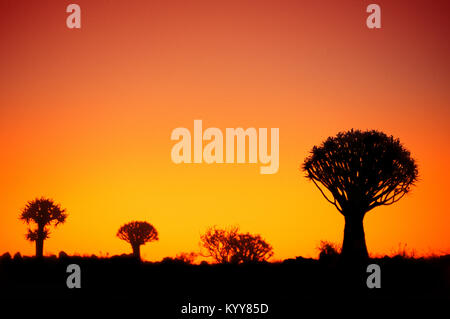 Faretra alberi al tramonto, Keetmanshoop, Namibia / (Aloidendron dichotomum) | Koecherbaeume bei Sonnenuntergang, Keetmanshoop, Namibia Foto Stock