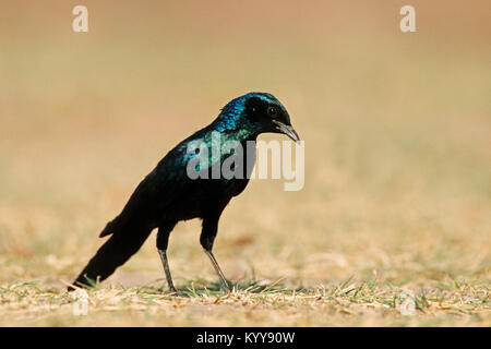 La Burchell Glossy-Starling, il Parco Nazionale di Etosha, Namibia / (Lamprotornis australis) | Riesenglanzstar, Etosha Nationalpark, Namibia Foto Stock