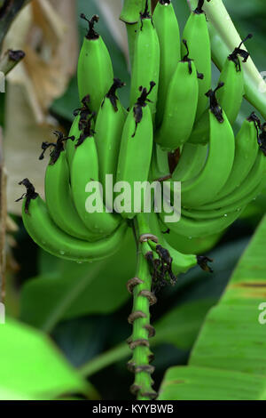 Grappolo verde di banane Foto Stock