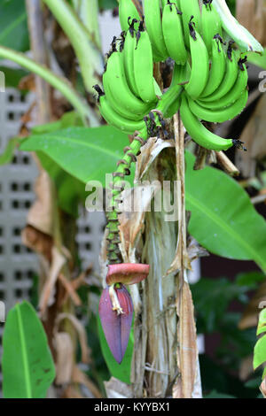 Grappolo verde di banane Foto Stock