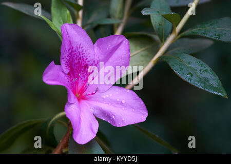 Fiore di azalea (Rhododendron indicum) fiore in fiore giardino può essere utilizzato per il montaggio su base scientifica. Piante e fiori. O un bel salutare Foto Stock