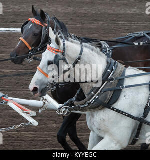Cavalli a chuckwagon gara durante la Calgary Stampede, Calgary, Alberta, Canada Foto Stock