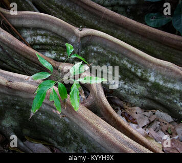 Giovane germoglio albero che cresce attraverso il contrafforte radici di una foresta di pioggia gigante del Parco Nazionale di Corcovado Osa penisola della Costa Rica Foto Stock