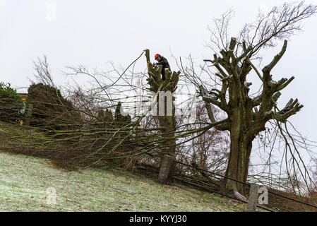 Morrum, Svezia - 8 Gennaio 2018: documentario della vita quotidiana e l'ambiente. Arborist in alto in una struttura ad albero su una pendenza mentre utilizzando una motosega. Foto Stock