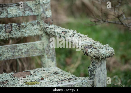 Il lichen sulla sedia da giardino Foto Stock