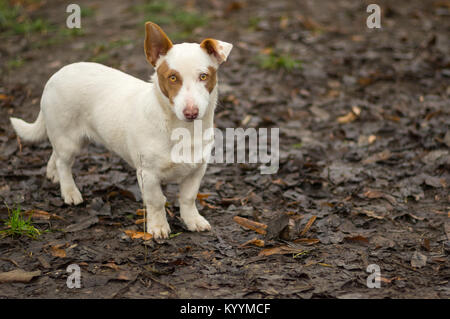 Outdoor ritratto di tozzo di razza mista cane pronto a difendere la propria patria Foto Stock