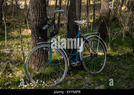 Abandonde bike in un pineforest svedese in Primavera / autunno Foto Stock