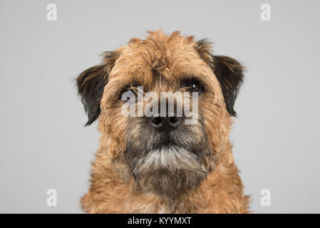 Ritratto di un cane di compagnia di confine nel Regno Unito Foto Stock