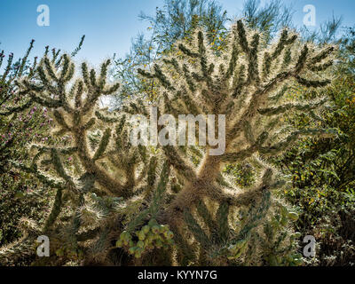 Bianco spinoso Opuntia cactus cluster Foto Stock